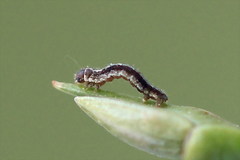 Arichanna melanaria