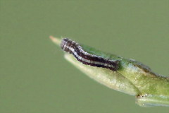 Arichanna melanaria