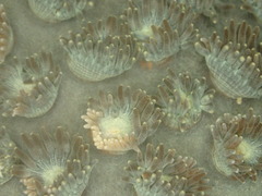 Duncanopsammia peltata