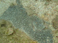 Duncanopsammia peltata