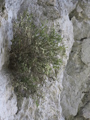 Melicytus improcerus