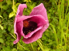 Papaver somniferum setigerum