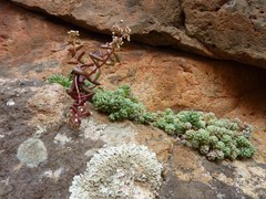 Sedum caeruleum
