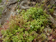Phedimus stellatus