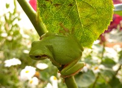 Hyla sarda