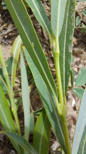 Salix purpurea image