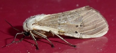 Creatonotos transiens vacillans