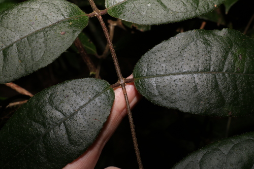 Image of Palmeria racemosa by (c) Greg Tasney, some rights reserved (CC BY-SA)