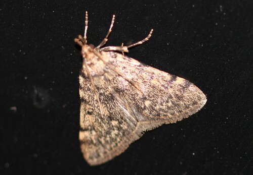 Aglossa pinguinalis