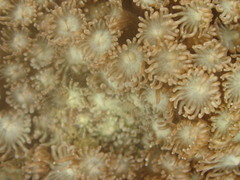 Poritidae