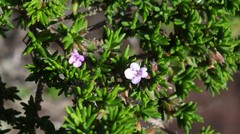 Micromeria ericifolia image
