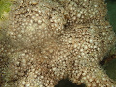 Poritidae