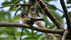 Spindalis zena benedicti