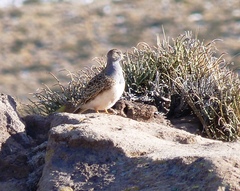 Thinocorus orbignyianus