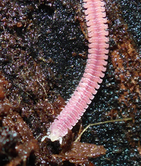 Gosodesmus claremontus