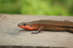 Eutropis lewisi