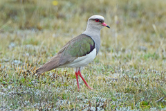 Vanellus resplendens