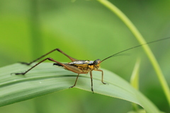 Nisitrus