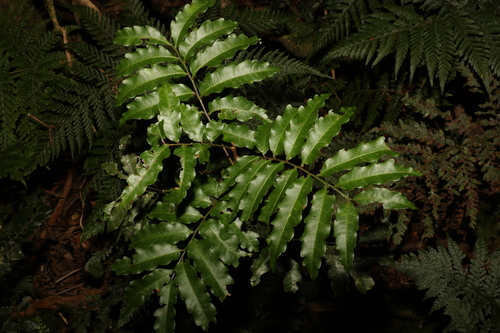 Image of Cupaniopsis baileyana by (c) Greg Tasney, some rights reserved (CC BY-SA)