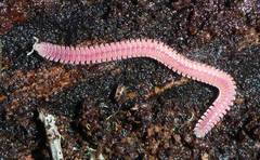 Gosodesmus claremontus