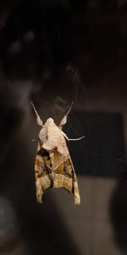 Phlogophora meticulosa