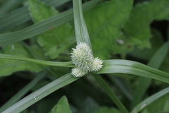 Cyperus sesquiflorus sesquiflorus