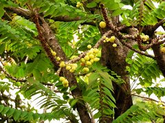 Phyllanthus acidus