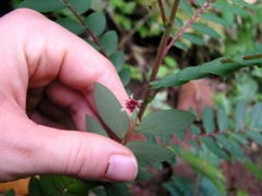 Phyllanthus pulcher
