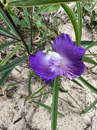 Mauve bell (Clitoria guianensis)