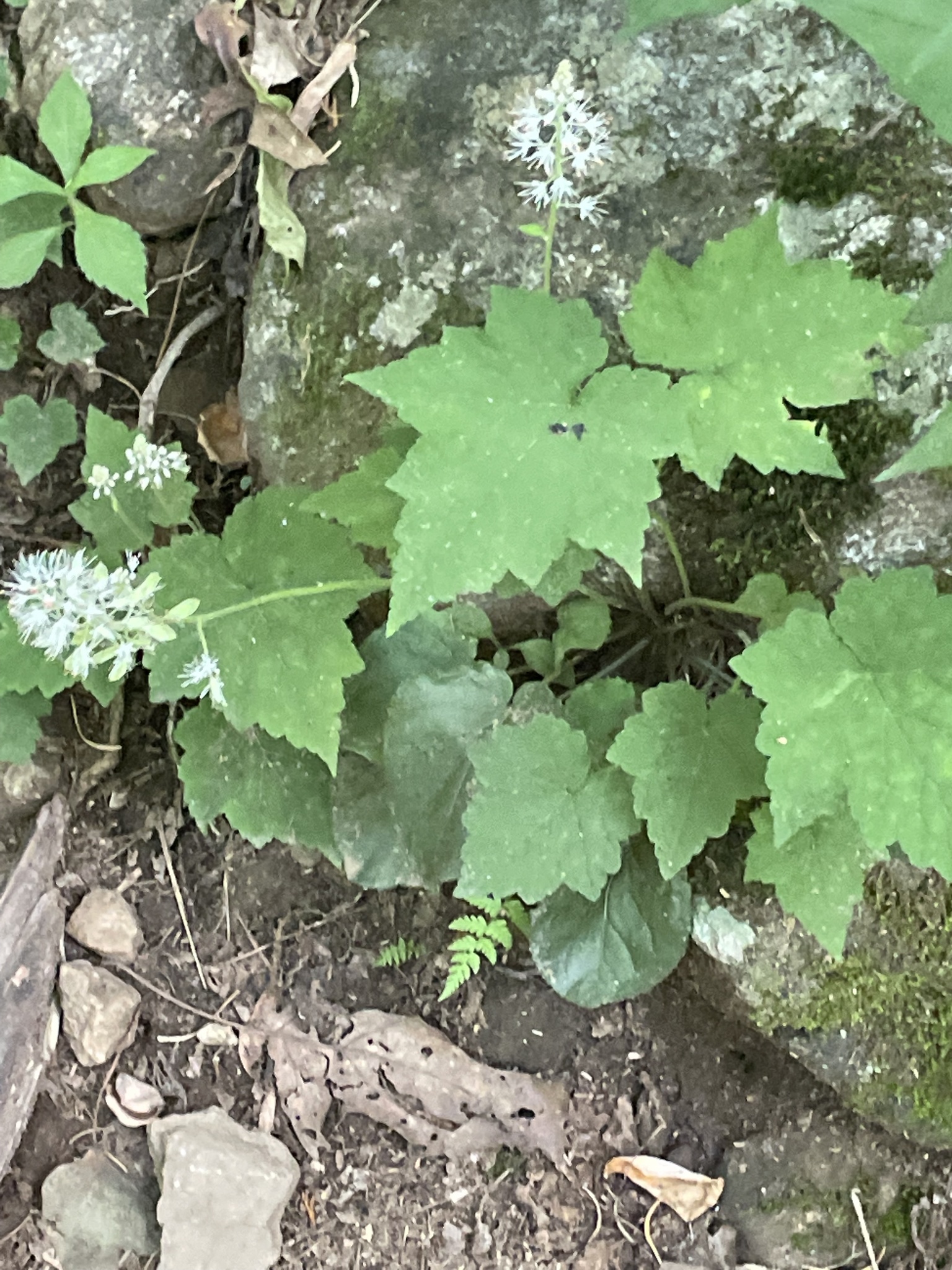 Sail-Leaf Foamflower (Tiarella nautila)