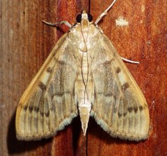 Herpetogramma aeglealis