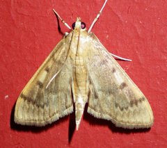 Herpetogramma aeglealis