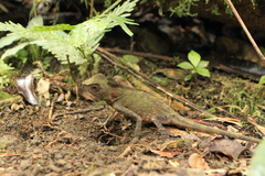 Gonocephalus bornensis
