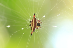 Gasteracantha diardi