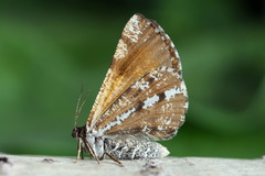 Bupalus piniaria