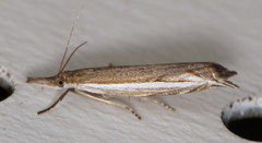 Raphiptera argillaceellus