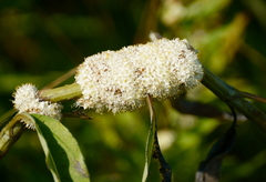 Cuscuta glomerata