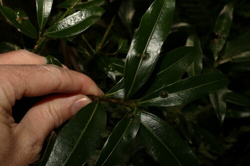 red-barked sassafras (Cinnamomum virens)