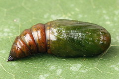 Bupalus piniaria