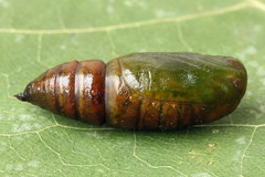 Bupalus piniaria