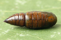 Bupalus piniaria