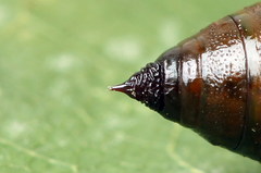 Bupalus piniaria