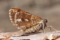 Bupalus piniaria