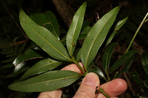 Image of Cinnamomum virens by (c) Greg Tasney, some rights reserved (CC BY-SA)
