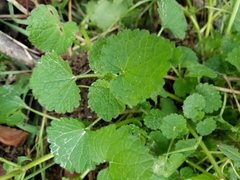 Lamium purpureum