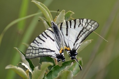 Graphium mandarinus