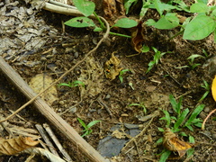 Hoplomutilla spinosa