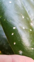 Pseudaulacaspis cockerelli