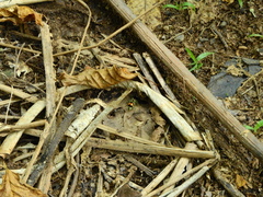 Hoplomutilla spinosa