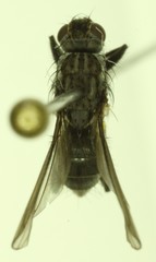 Fucellia fucorum